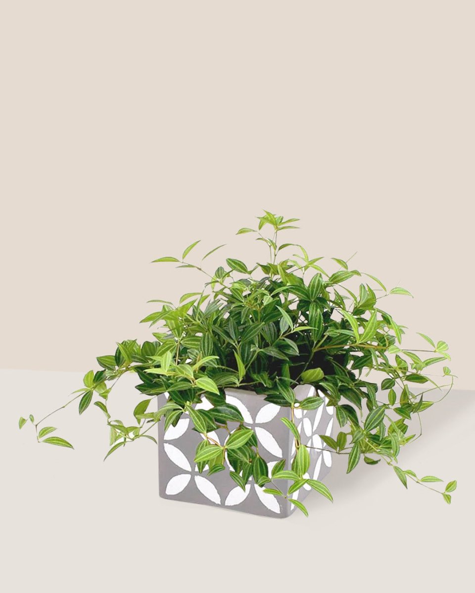 Parallel Peperomia paired with cement cube