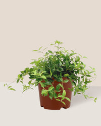 Parallel Peperomia in a grow pot