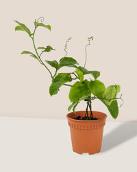 Passion Fruit - grow pot - Potted plant - Tumbleweed Plants - Online Plant Delivery Singapore