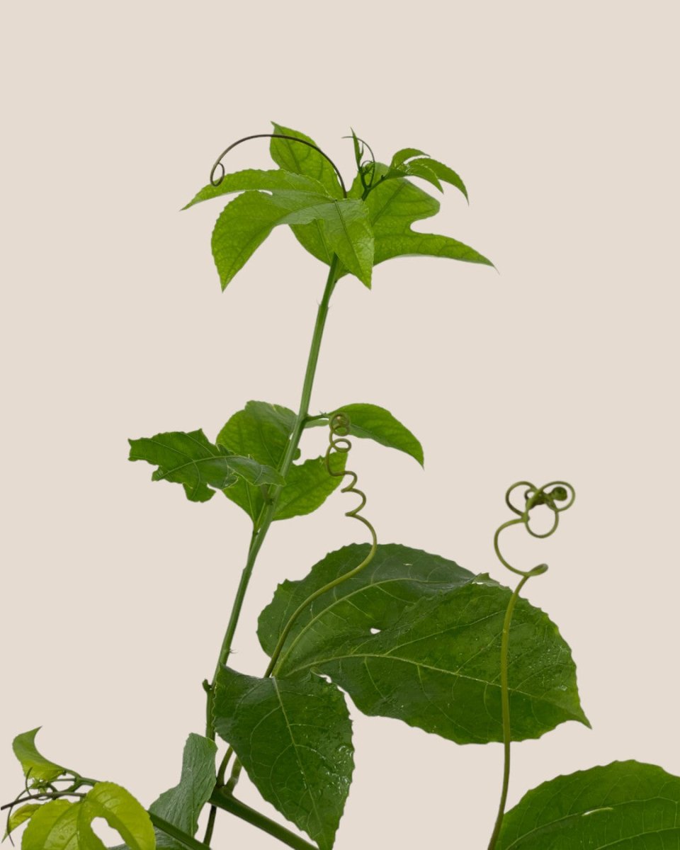 Passion Fruit - grow pot - Potted plant - Tumbleweed Plants - Online Plant Delivery Singapore