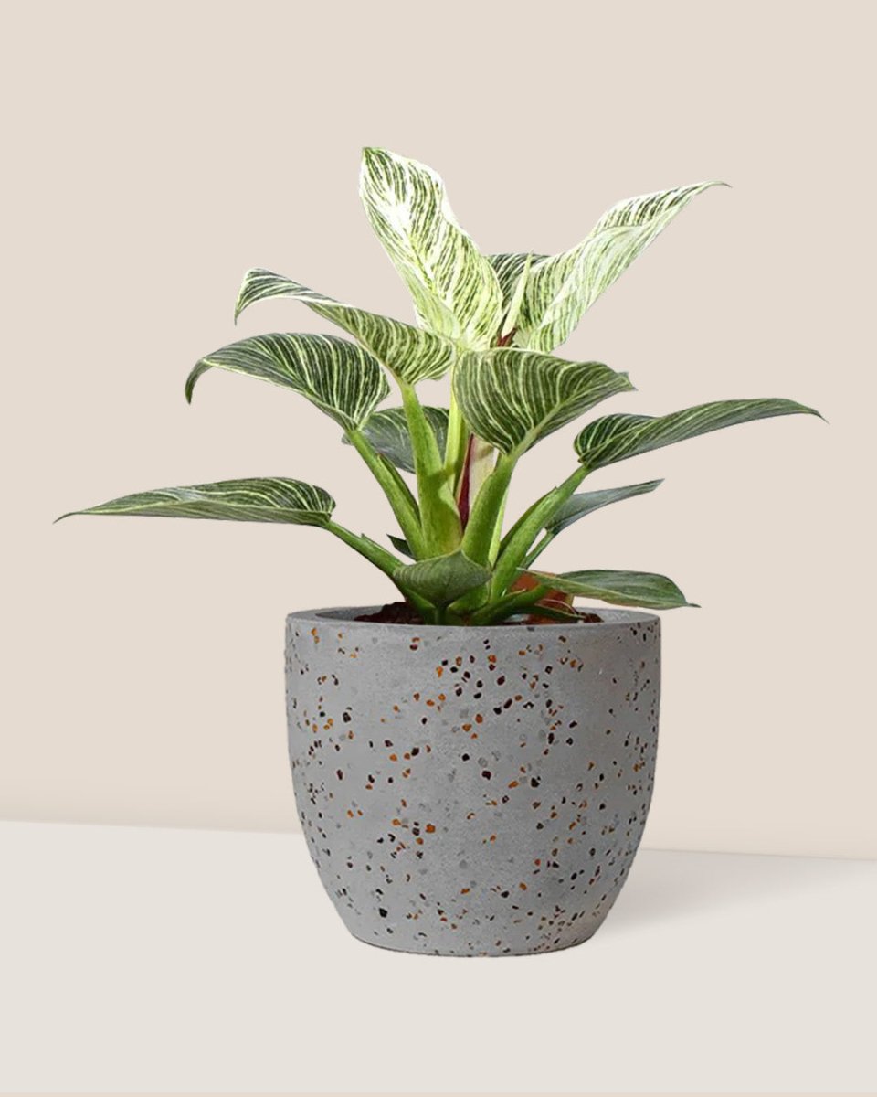 Philodendron Birkin - egg pot - small/grey - Potted plant - Tumbleweed Plants - Online Plant Delivery Singapore