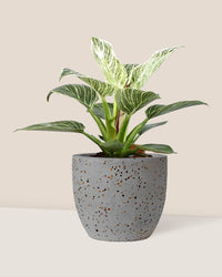 Philodendron Birkin - egg pot - small/grey - Potted plant - Tumbleweed Plants - Online Plant Delivery Singapore
