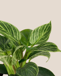 Philodendron Birkin - hand paint terracotta pot - Potted plant - Tumbleweed Plants - Online Plant Delivery Singapore