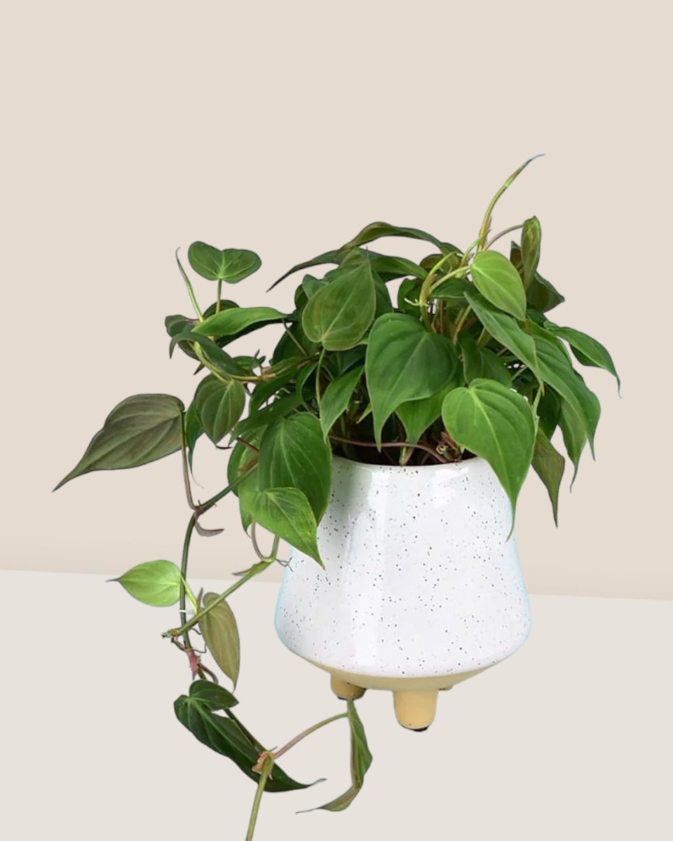 Philodendron Micans paired with UFO planter
