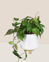Philodendron Micans paired with UFO planter