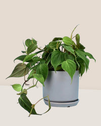 Philodendron Micans paired with little cylinder pot - grey (with tray)