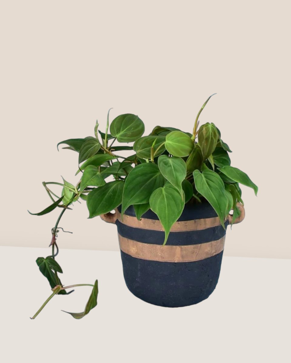 Philodendron Micans paired with portafino planter - black