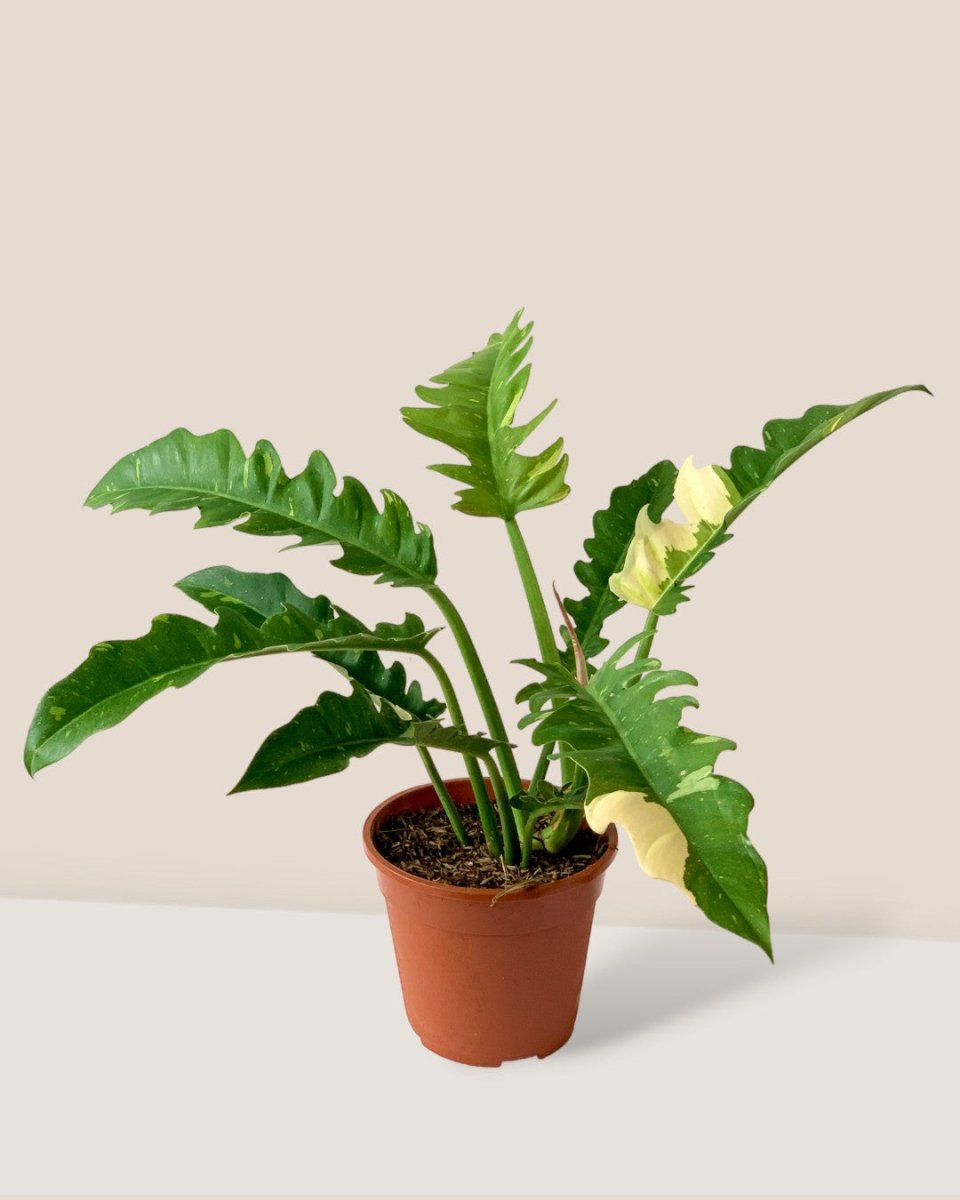Philodendron Ring of Fire - grow pot - Potted plant - Tumbleweed Plants - Online Plant Delivery Singapore