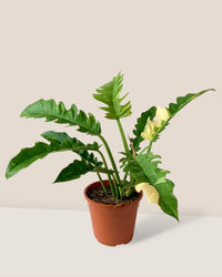 Philodendron Ring of Fire - grow pot - Potted plant - Tumbleweed Plants - Online Plant Delivery Singapore