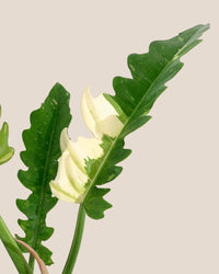 Philodendron Ring of Fire - grow pot - Potted plant - Tumbleweed Plants - Online Plant Delivery Singapore