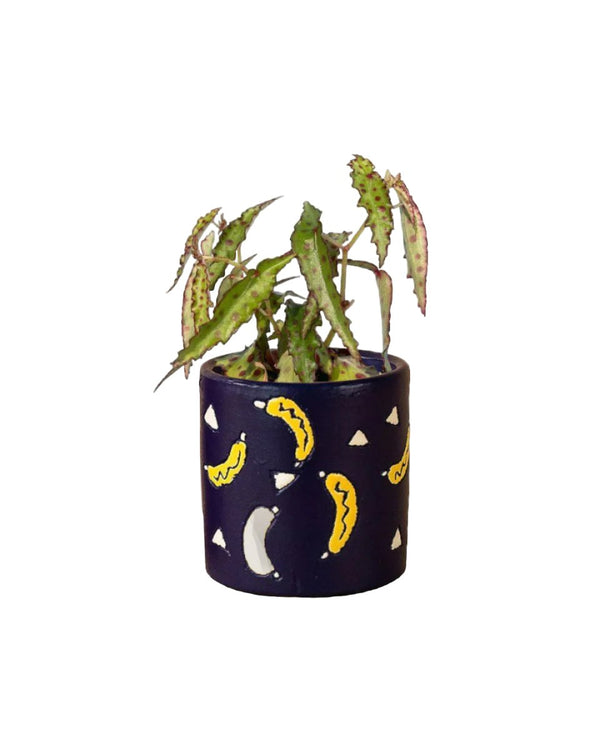 Pink Spotted Begonia paired with banana pot - blue