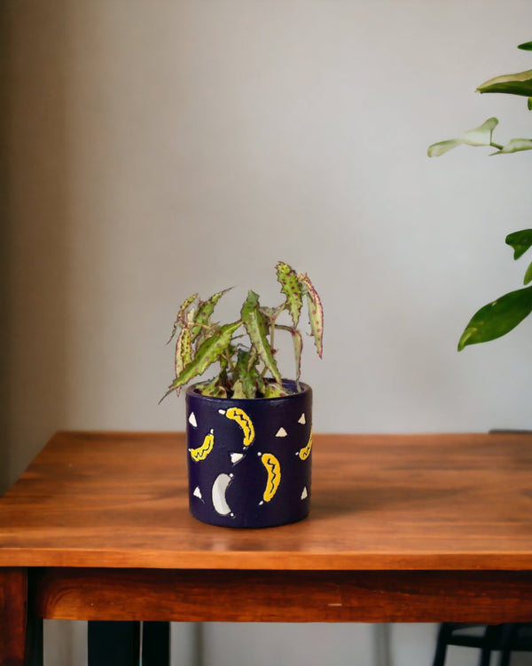 Pink Spotted Begonia paired with banana pot - blue