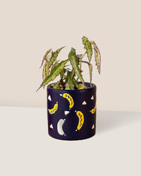 Pink Spotted Begonia paired with banana pot - blue