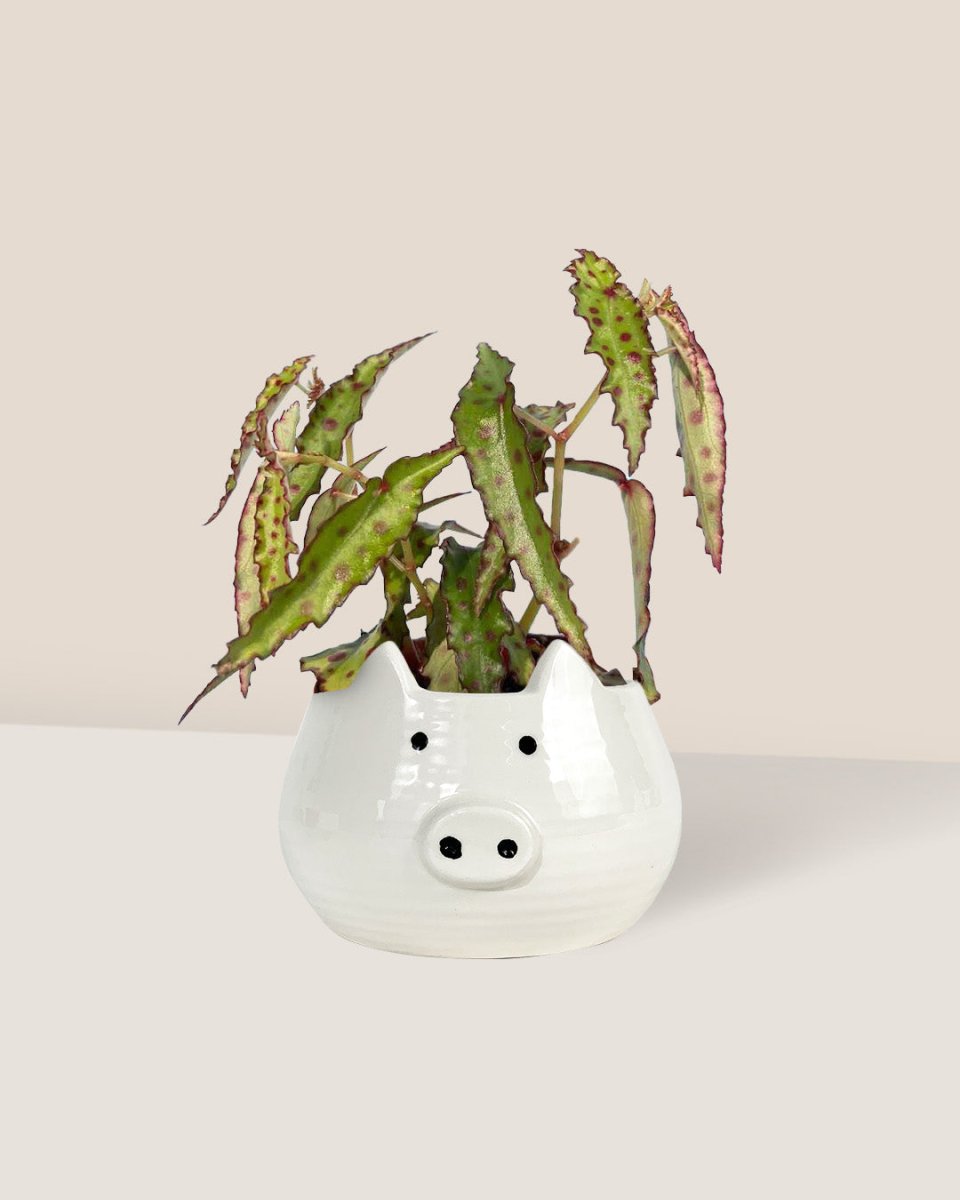 Pink Spotted Begonia paired with piggy planter