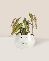 Pink Spotted Begonia paired with piggy planter