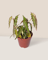 Pink Spotted Begonia in a grow pot
