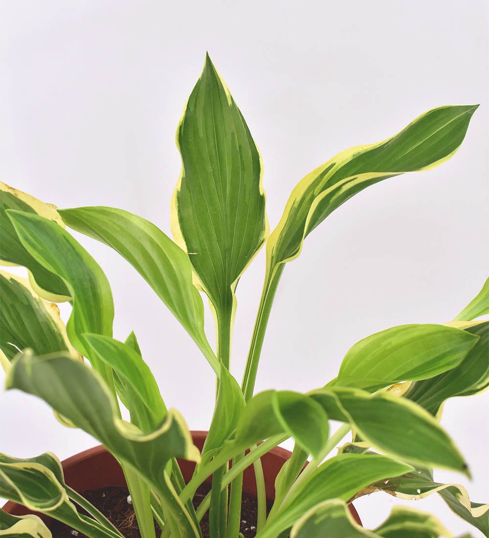 Plantain Lily - grow pot - Just plant - Tumbleweed Plants - Online Plant Delivery Singapore