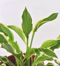 Plantain Lily - grow pot - Just plant - Tumbleweed Plants - Online Plant Delivery Singapore