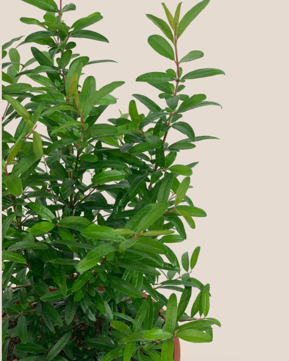 Pomegranate Plant - grow pot - Potted plant - Tumbleweed Plants - Online Plant Delivery Singapore