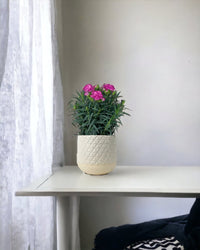 Potted Growing Carnation - sunday planter - Potted plant - Tumbleweed Plants - Online Plant Delivery Singapore