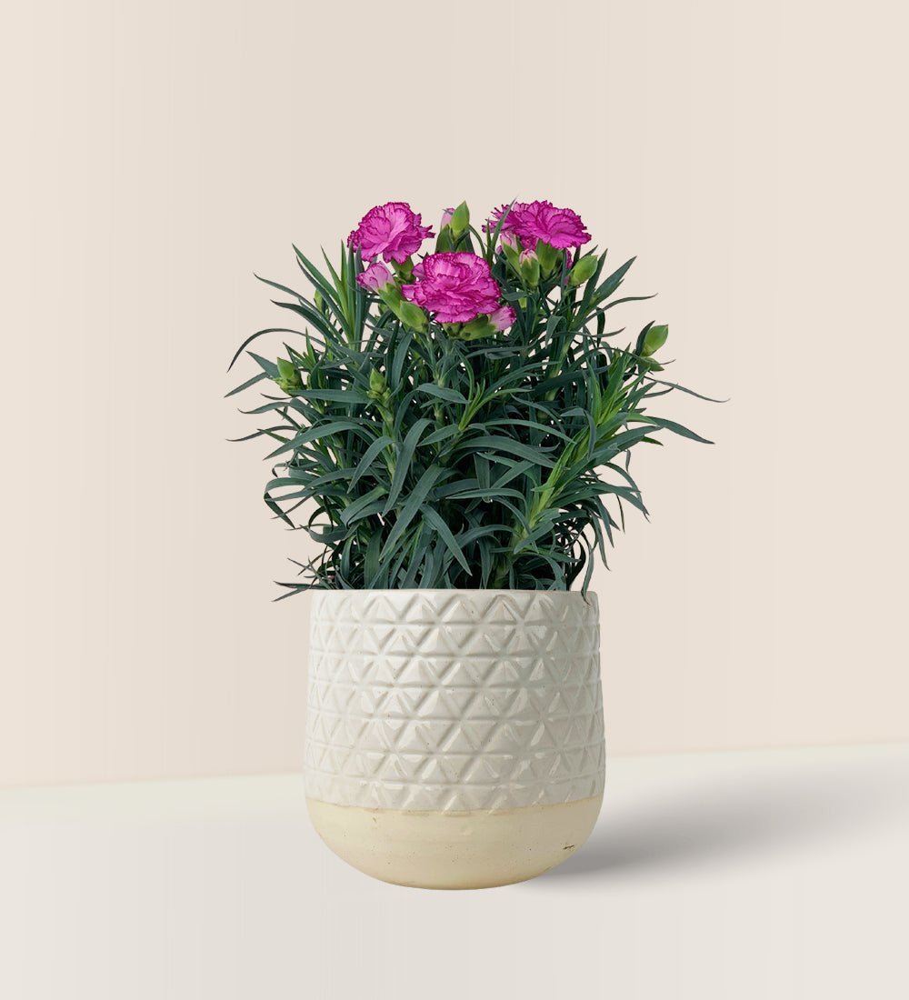 Potted Growing Carnation - sunday planter - Potted plant - Tumbleweed Plants - Online Plant Delivery Singapore