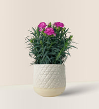 Potted Growing Carnation - sunday planter - Potted plant - Tumbleweed Plants - Online Plant Delivery Singapore