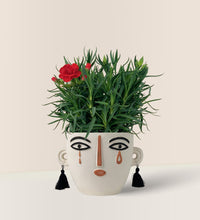 Potted Growing Carnation - white short polly - Potted plant - Tumbleweed Plants - Online Plant Delivery Singapore