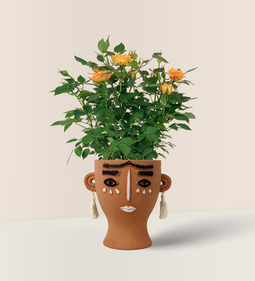 Potted Mini Rose - brown tall polly - Potted plant - Tumbleweed Plants - Online Plant Delivery Singapore