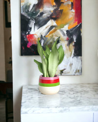 Sansevieria Moonshine paired with poppy color planter - ariel