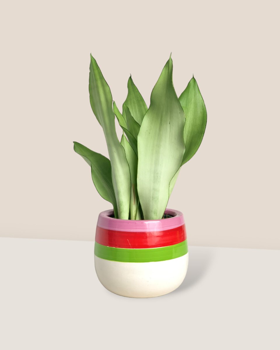 Sansevieria Moonshine paired with poppy color planter - ariel