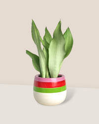 Sansevieria Moonshine paired with poppy color planter - ariel