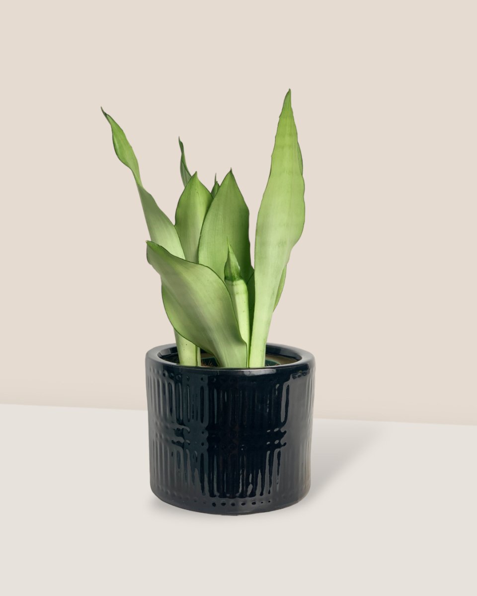Sansevieria Moonshine paired with pocky pot - black