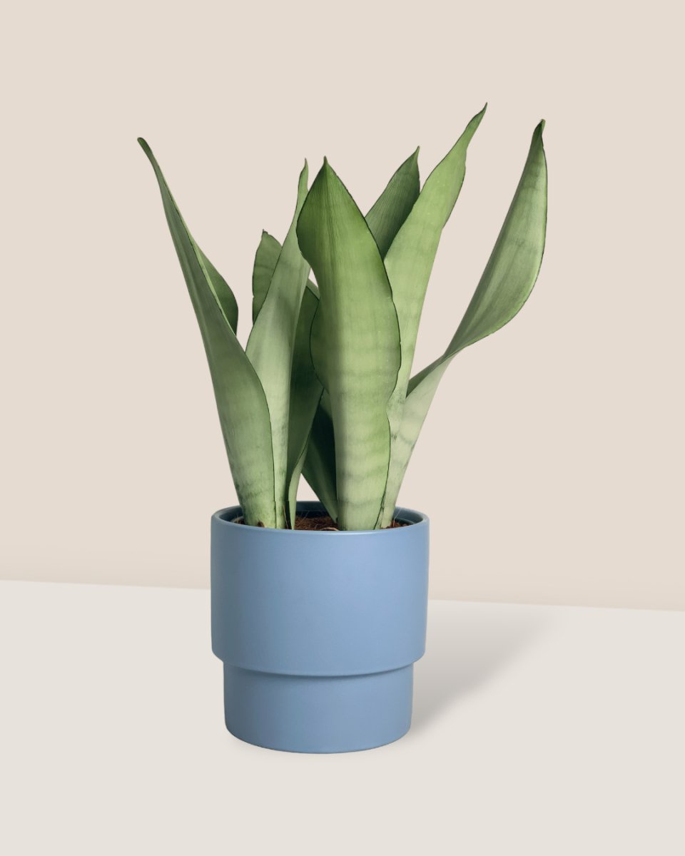 Sansevieria Moonshine paired with plinth pot - blue/large