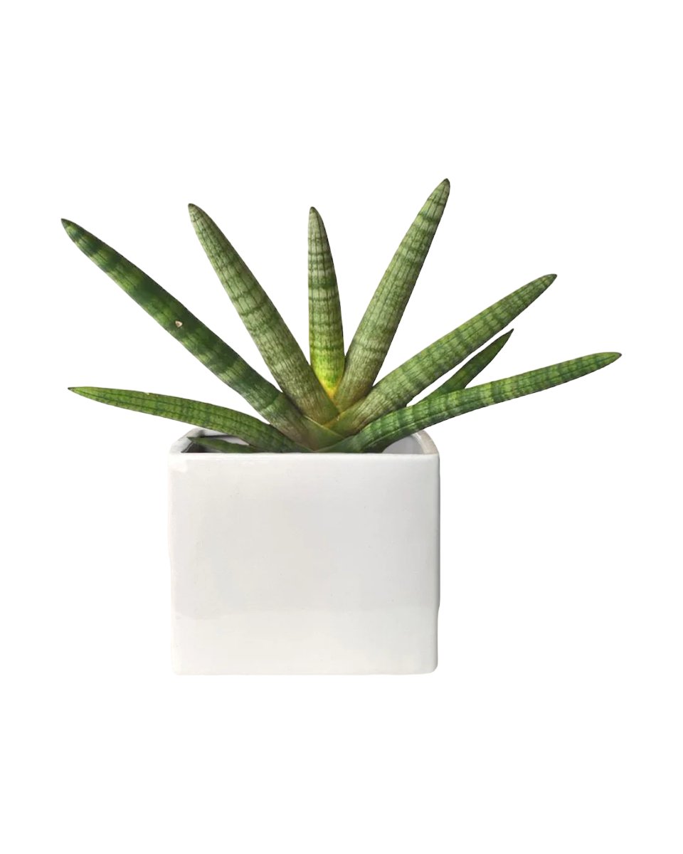sansevieria singapore Sansevieria Starfish Indoor Plant Singapore