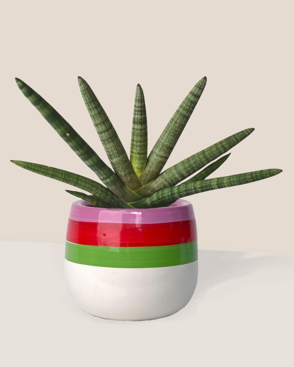 Sansevieria Starfish paired with poppy planter - ariel