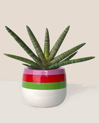 Sansevieria Starfish paired with poppy planter - ariel
