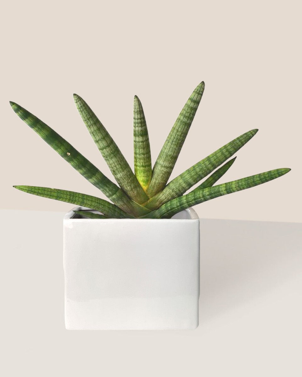 Sansevieria Starfish paired with bondi cube