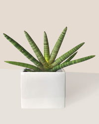 Sansevieria Starfish paired with bondi cube