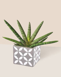 Sansevieria Starfish paired with cement cube