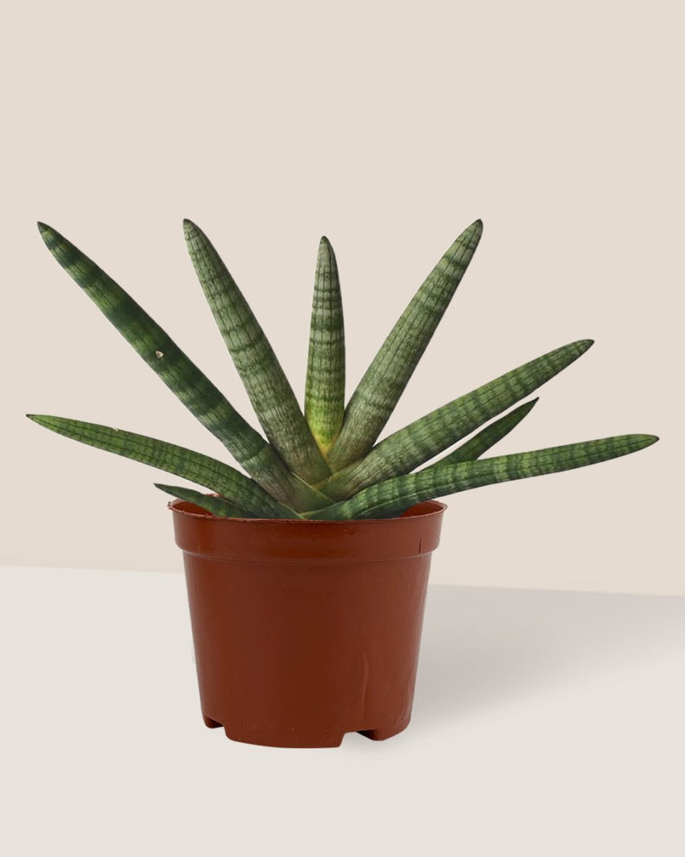 Sansevieria Starfish in a grow pot