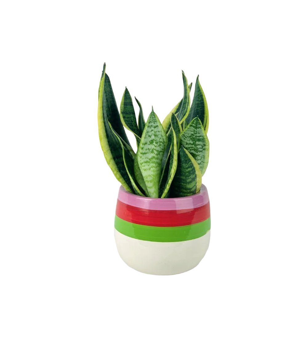 Sansevieria Trifasciata 'Futura Superba' paired with poppy planter