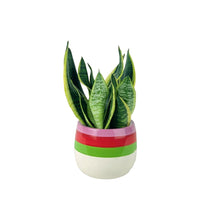 Sansevieria Trifasciata 'Futura Superba' paired with poppy planter