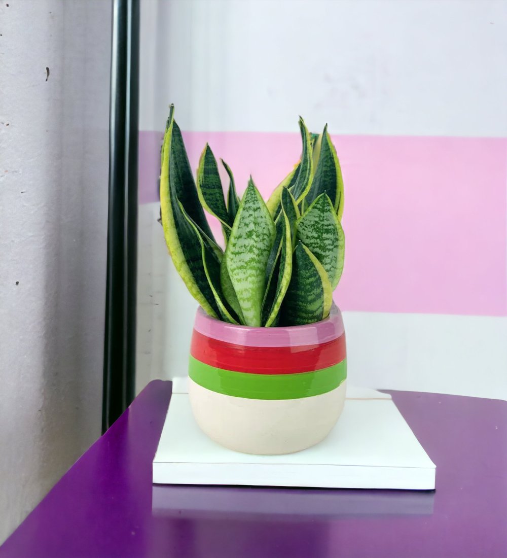 Sansevieria Trifasciata 'Futura Superba' paired with poppy planter