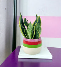Sansevieria Trifasciata 'Futura Superba' paired with poppy planter