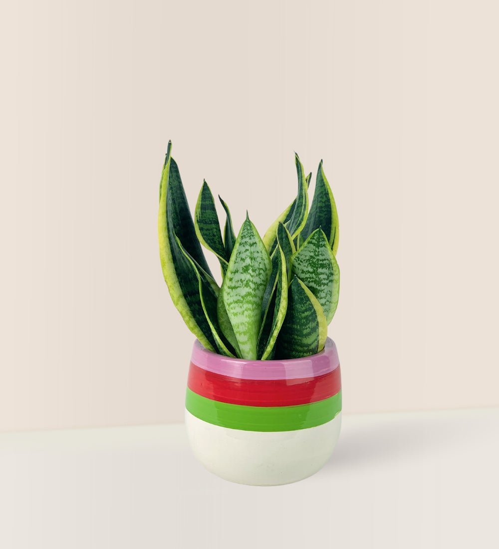 Sansevieria Trifasciata 'Futura Superba' paired with poppy planter