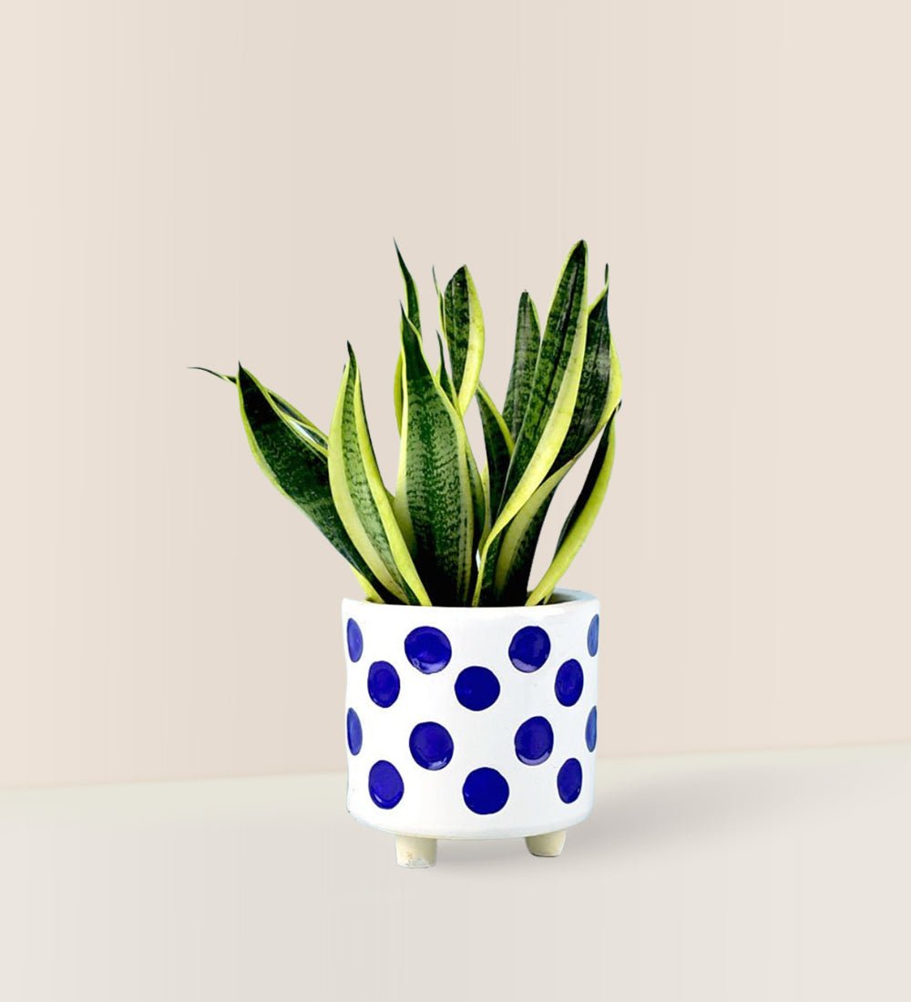 Sansevieria Trifasciata 'Futura Superba' paired with yayoi planter