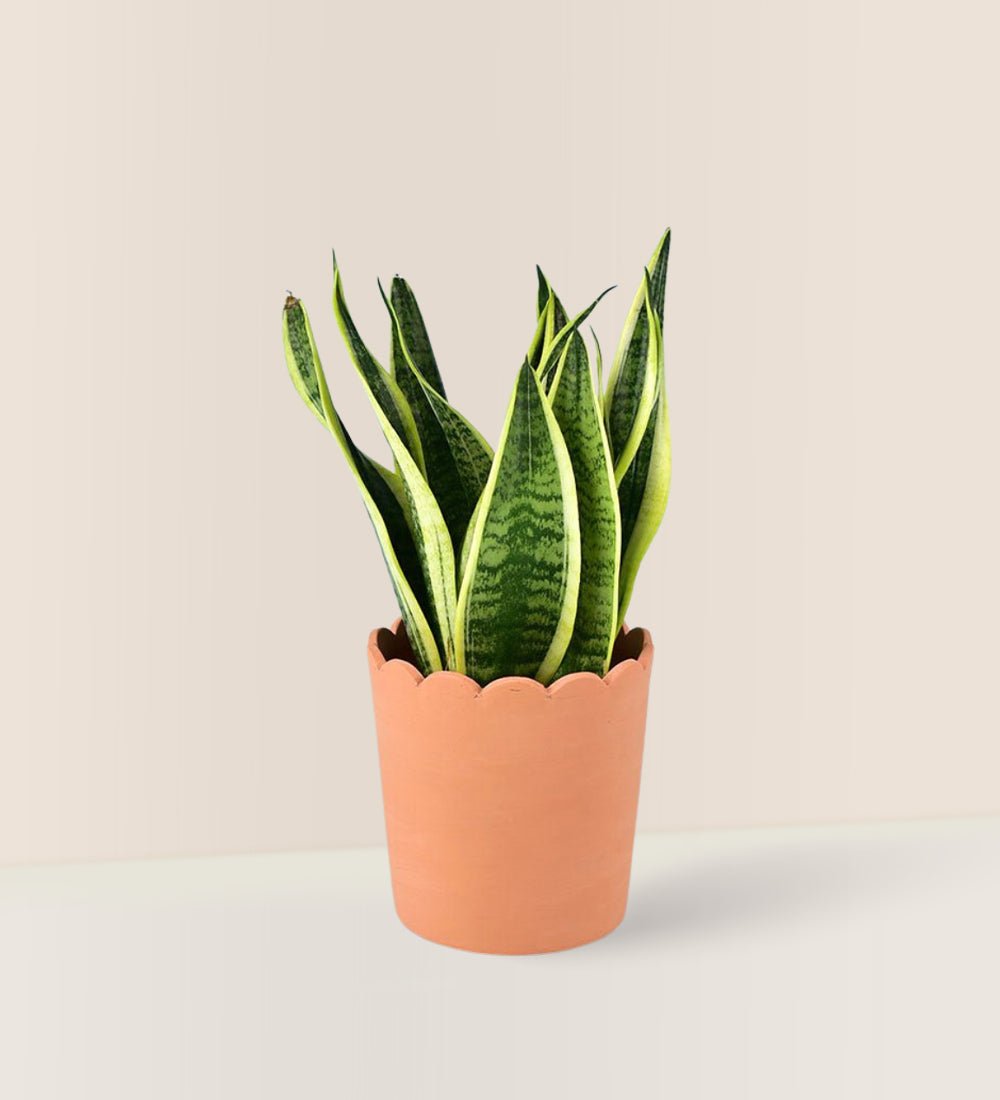 Sansevieria Trifasciata 'Futura Superba' paired with ruffled rim terracotta pot