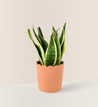 Sansevieria Trifasciata 'Futura Superba' paired with ruffled rim terracotta pot