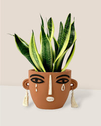 Sansevieria Trifasciata 'Futura Superba' paired with polly planter - brown short