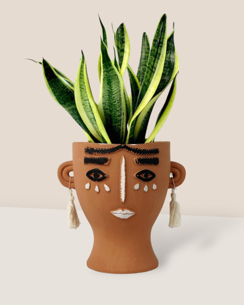 Sansevieria Trifasciata 'Futura Superba' paired with polly planter - brown tall